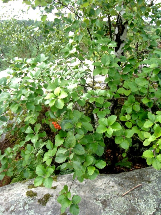 Sorbus latifolia Norman11