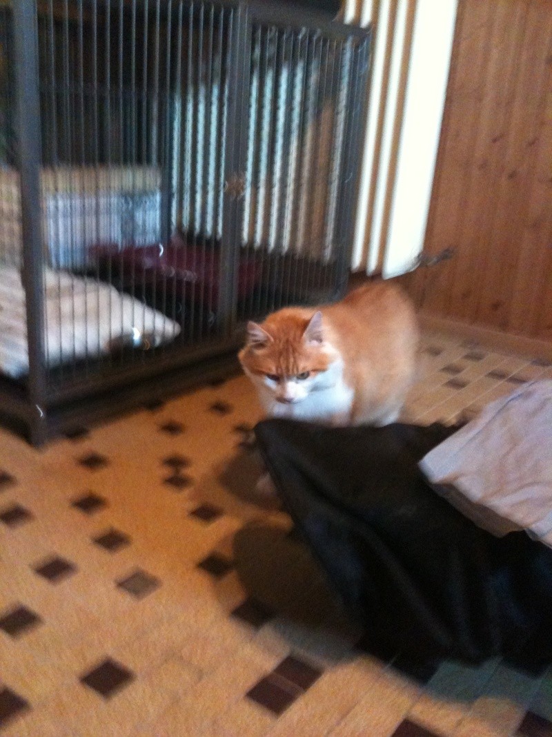 Lo, chat roux et blanc  poils longs, 5 ans, FA/adoptant, et parrain/marraine ! (Lorraine) Aa_00510