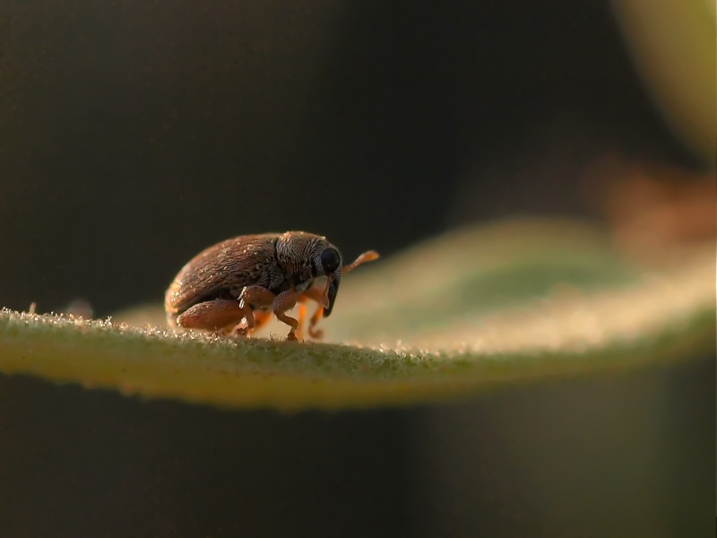 araignée et petit insecte  Mk094911