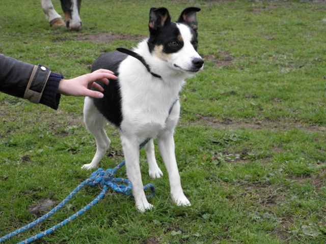 JIM (Border Collie) Jim111