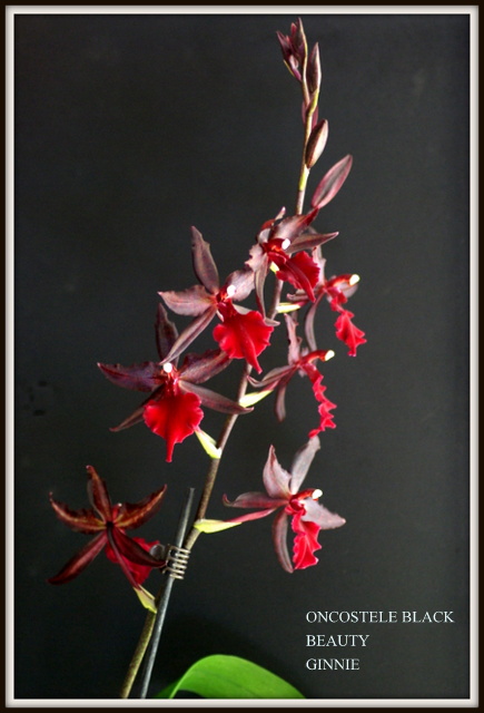 floraisons des orchidées - Page 37 Imgp7025
