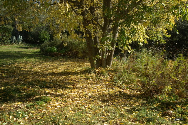 couleurs d'automne - Page 9 Imgp7027