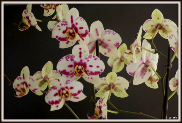floraisons des orchidées - Page 37 Imgp7030