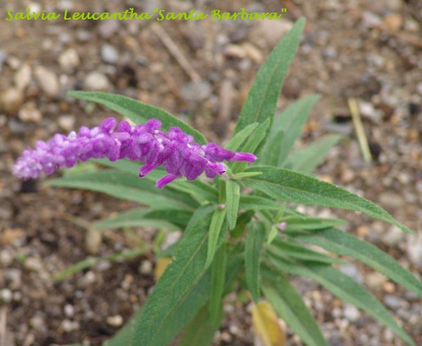 Salvia leucantha 'Santa Barbara' Dsc02410
