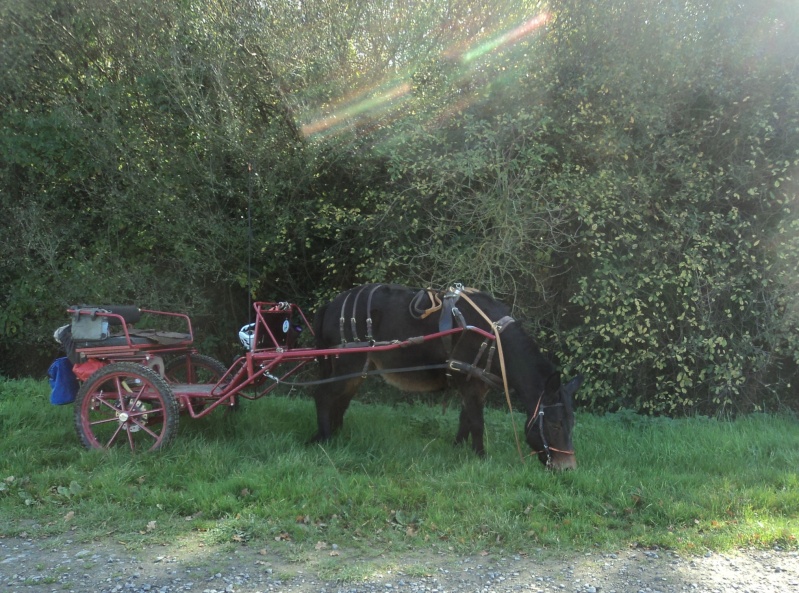 1 ére caléche Dsc08515