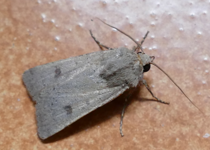 [Caradrina sp.] Quelle est cette noctuelle SVP ? 01712