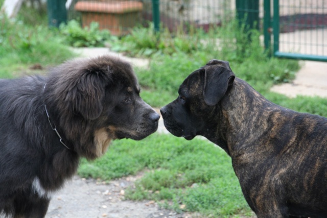 cherche nouvelle famille pour Janha  Img_0511