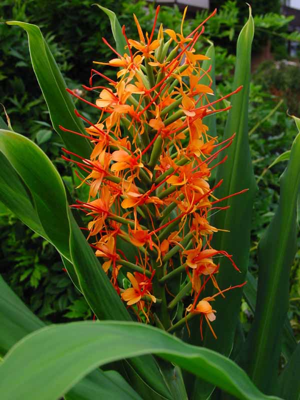 Hedychium gardnerianum 'Tara' alias H. coccineum 'Tara' Hedych12