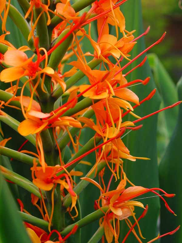 Hedychium gardnerianum 'Tara' alias H. coccineum 'Tara' Hedych14