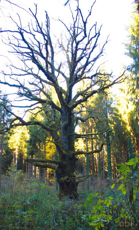 Oberlarg - Château de Morimont - Les Ebourbettes - Mannlefelsen Oberla10