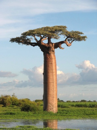 Un baobab dans la main Adanso10