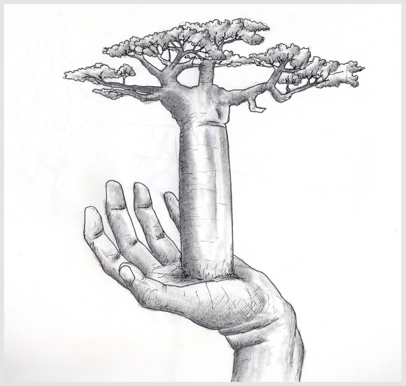 Un baobab dans la main Baobab10