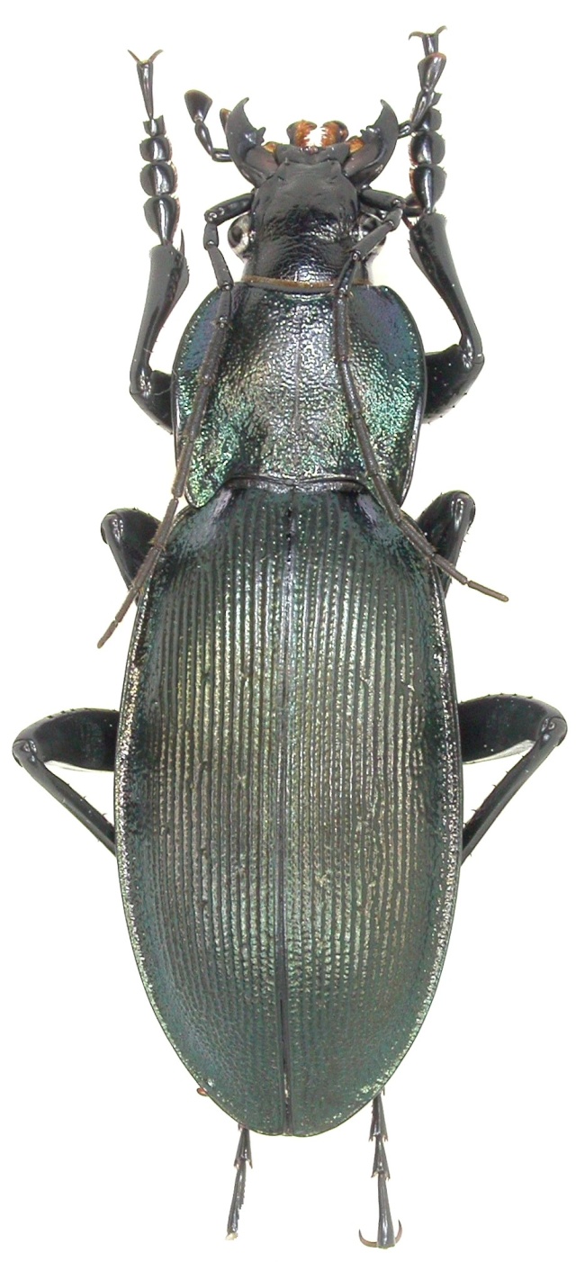 Megodontus purpurascens aurichalceus,  Dscn4021