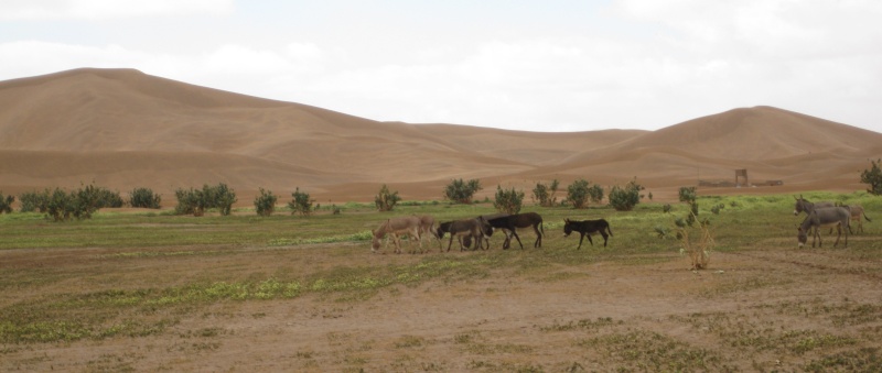 On a tous un petit désert pas loin de chez nous … Maroc_16