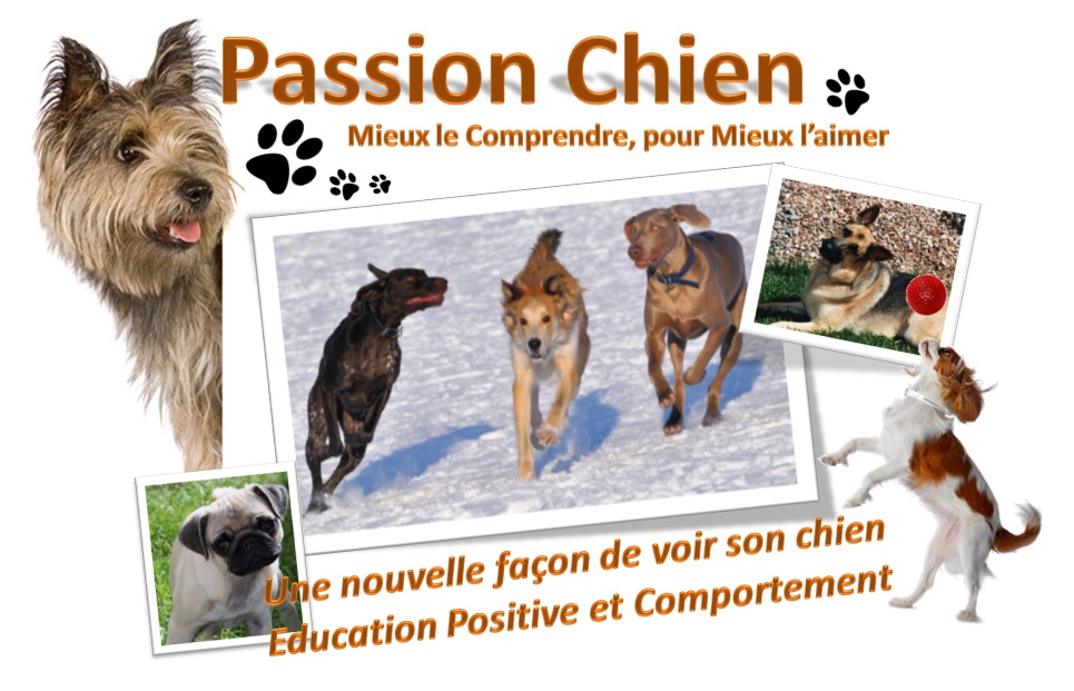 Passion Chien