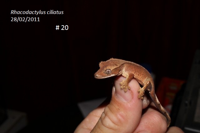 Vends Rhacodactylus ciliatus Rhaco_12