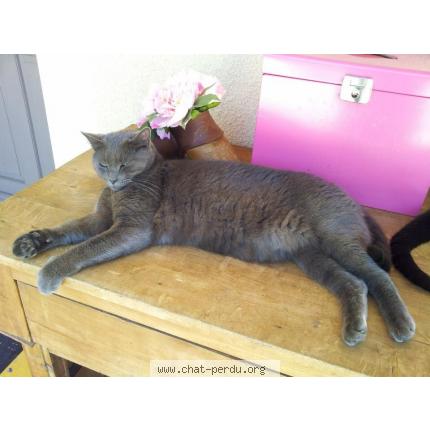 Perdu chat gris type chartreux à Blagnac 21380110