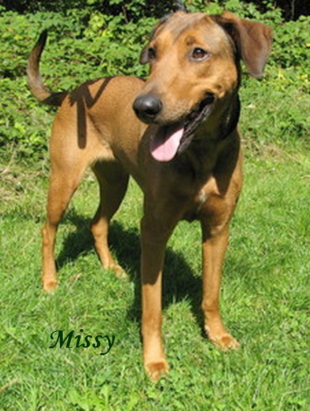 MISSY, Dobermann X Malinois Missy210