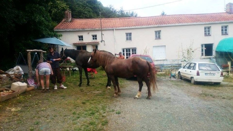 sauvée en attente d'adoption chez FA Tournebride double ponette 9 ans 730 €(29920) - Page 3 11830610