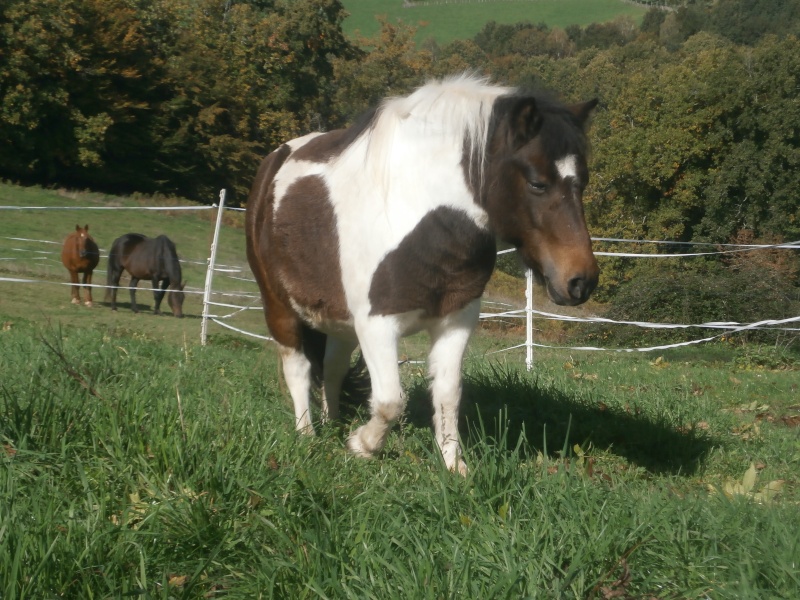 CANNELLE - ONC poney née en 2009 - adoptée en décembre 2013 par Catie - Page 3 Pa080111
