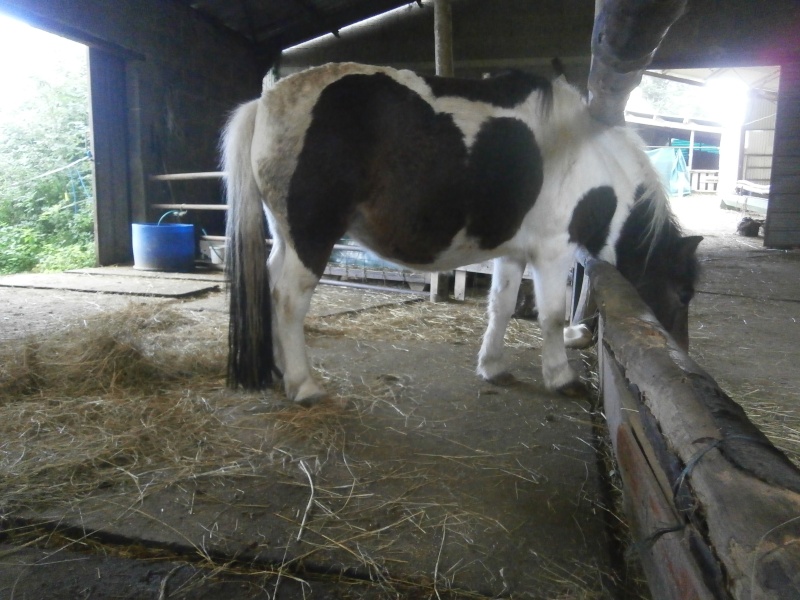CANNELLE - ONC poney née en 2009 - adoptée en décembre 2013 par Catie - Page 3 Pa080113
