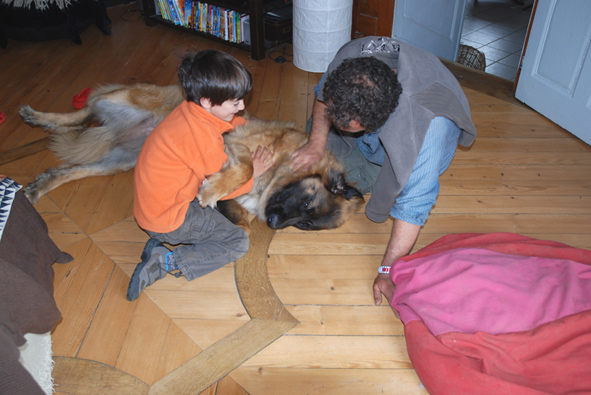 Freyja - Pur 12 mois Leonberg chienne à Donner  Dsc_0211