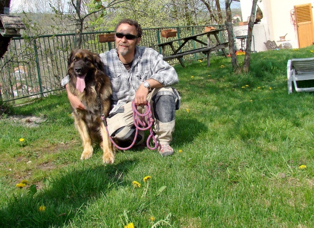 Freyja - Pur 12 mois Leonberg chienne à Donner  Visite10