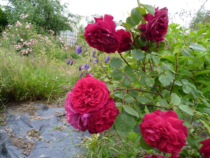 mes roses 2015 P1050510