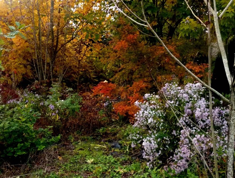 couleur d automne 2015 P1100243