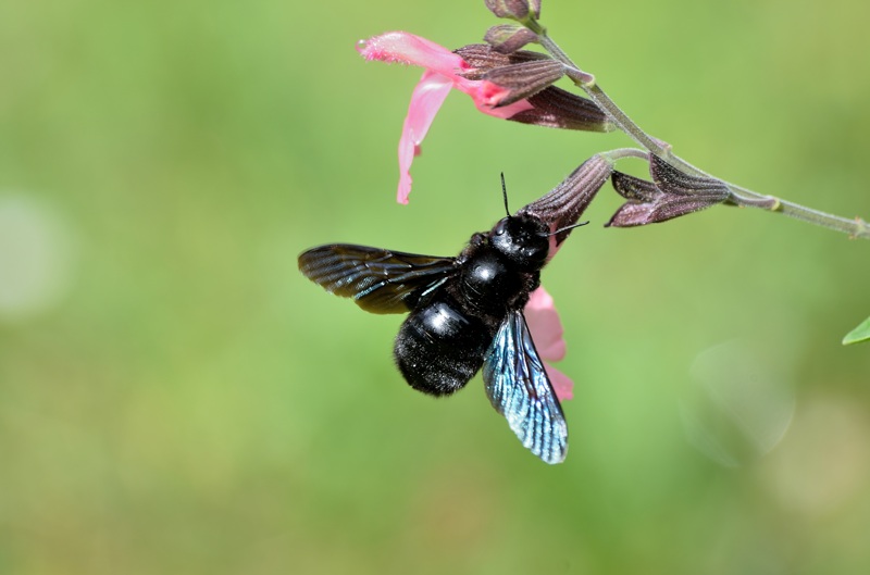 une charpentière sur les fleurs à ptit moineau  Jac_7912