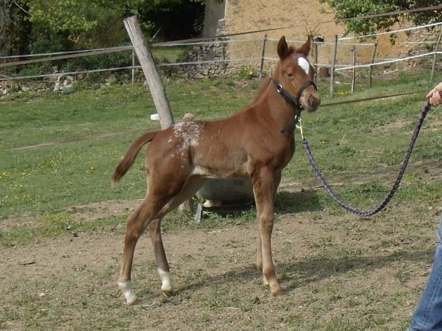 4 ème bébé tachue pour l'elevage du plantaurel pour 2011 Gedc7110