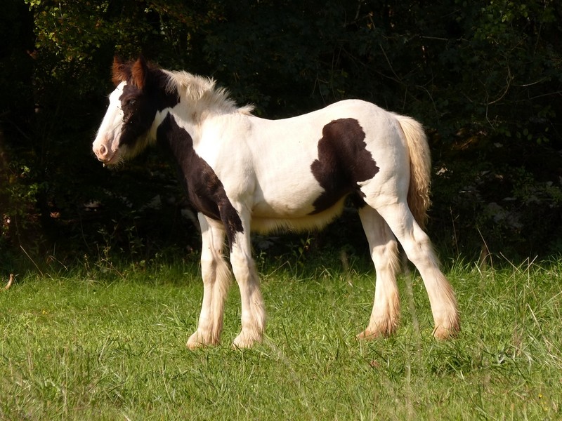 Féline du Cluzelet PP IC (Cillbarra Bridie x Vines Orlando) P1070510