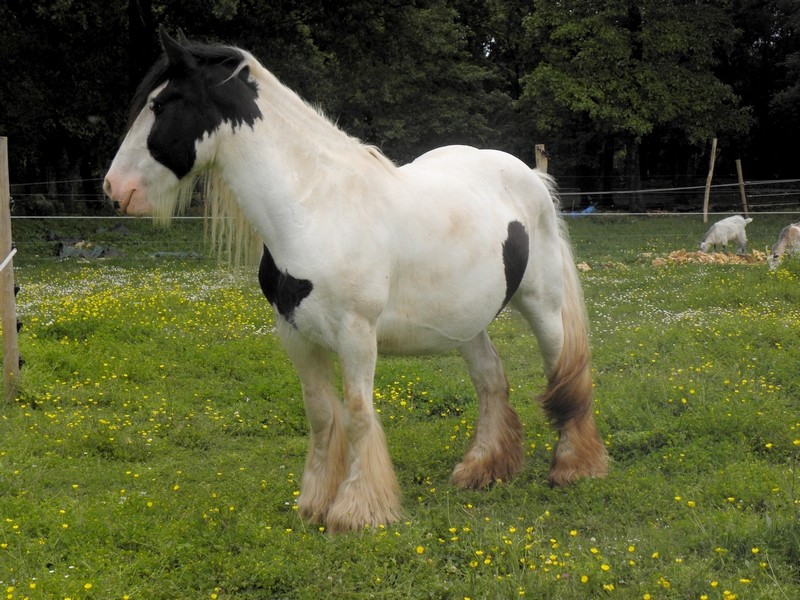 Féline du Cluzelet PP IC (Cillbarra Bridie x Vines Orlando) P5100010