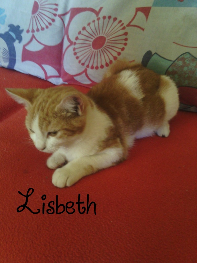 Lisbeth, rousse et blanche, 1/7/15, Mil'chats'Lor Lisbet10