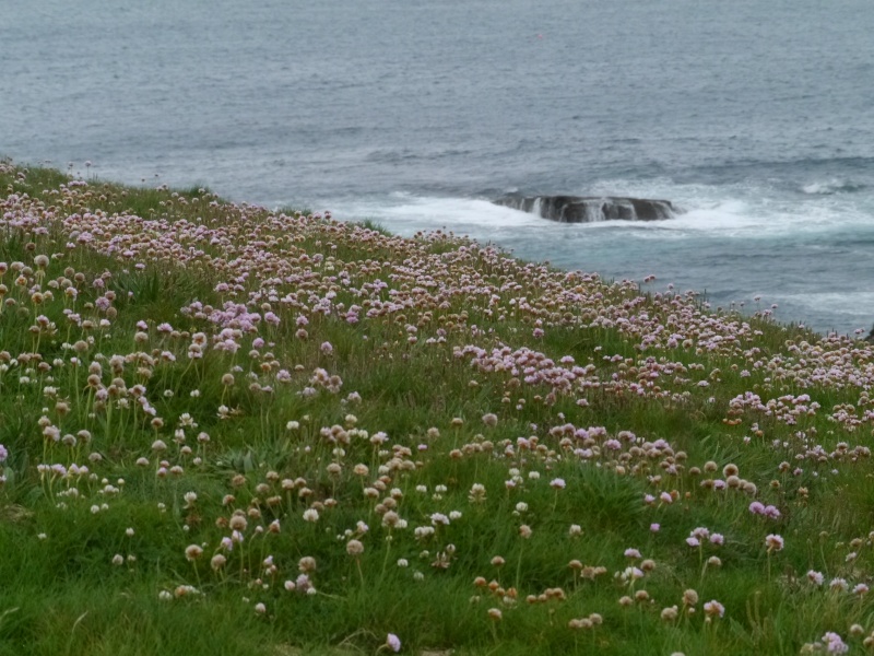 [Voyage 22 ] [ECOSSE] Îles Shetland & Orcades (Juil 2015)  P1710820
