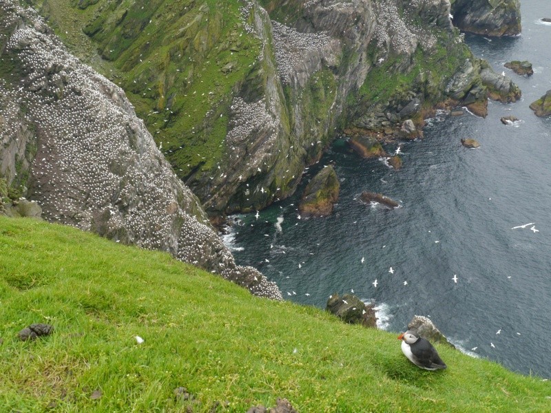 [Voyage 22 ] [ECOSSE] Îles Shetland & Orcades (Juil 2015)  P1720413