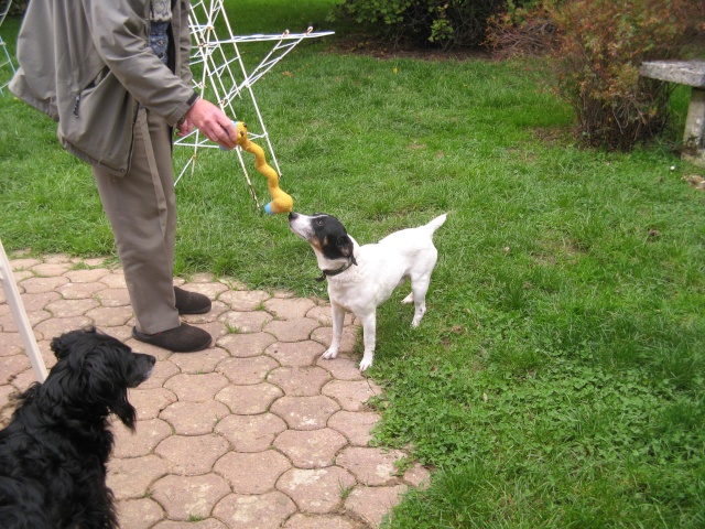 [SAUVETAGE] TANGO, croisé jack russel terrrier, 10 ans - M 2015-128