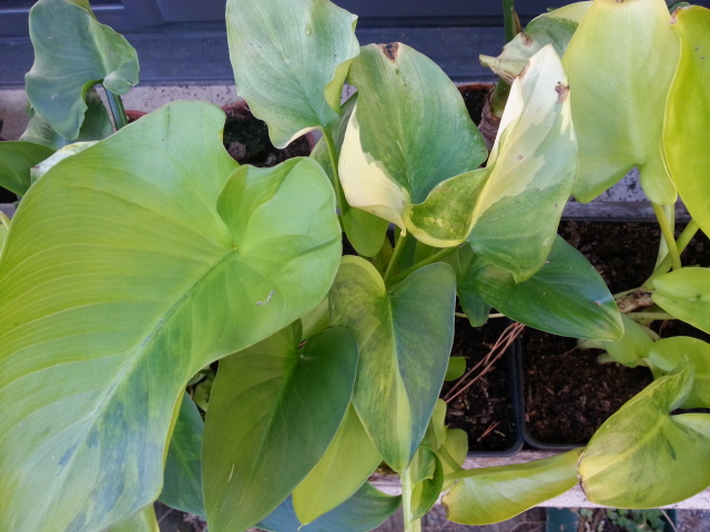 Variegated zantedeschia aethiopica, zantedeschia Pershore Fantasia 20151011