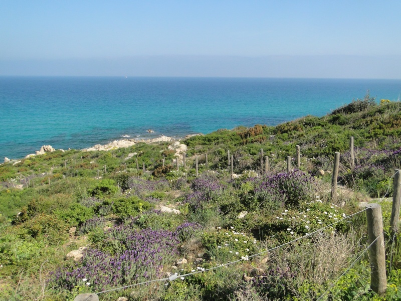 BALADE A LA PLAGE DE l'ESCALET Dsc08347