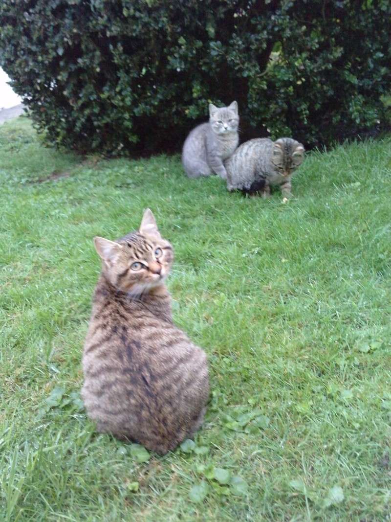 1 maman et ses 3 chatons "indsirables" (59)  P2909116