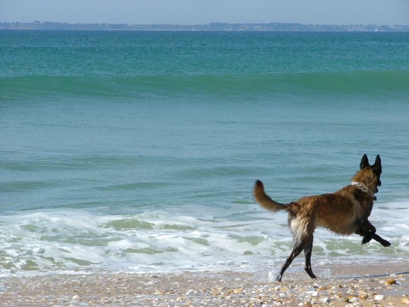 DAKOTA DE KARYSHA (malinois) - Page 6 0910_015