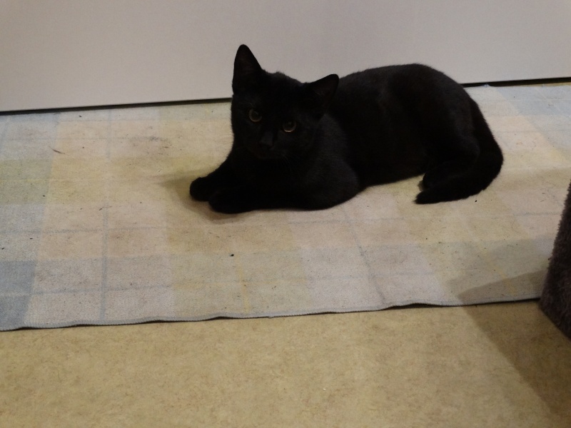 Lanvin, chaton noir né en mai - en famille d'accueil Dsc01310