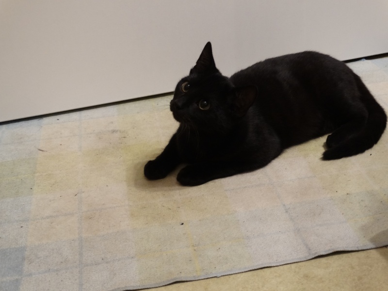 Lanvin, chaton noir né en mai - en famille d'accueil Dsc01311