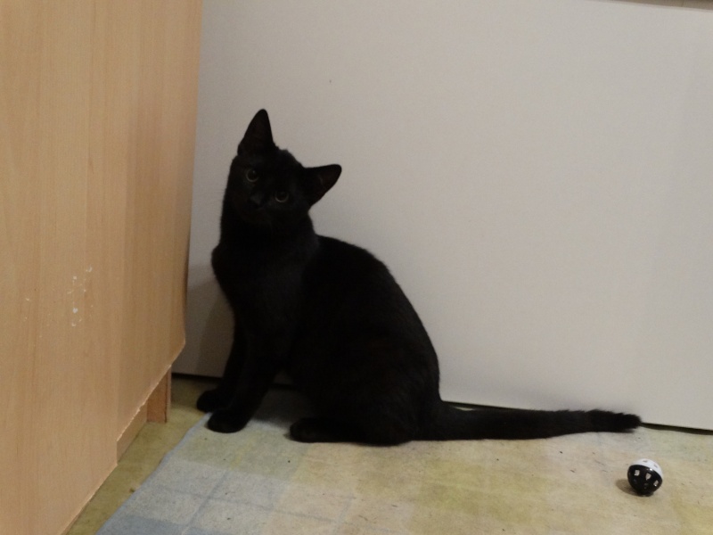Lanvin, chaton noir né en mai - en famille d'accueil Dsc01314