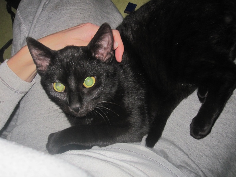 Lanvin, chaton noir né en mai - en famille d'accueil Img_0016