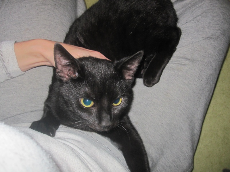 Lanvin, chaton noir né en mai - en famille d'accueil Img_0017