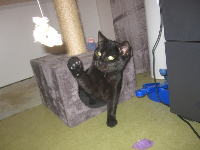 Lanvin, chaton noir né en mai - en famille d'accueil Img_0018