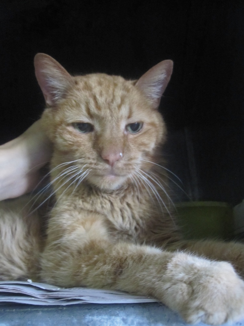 Arlequin, chat roux diabétique de 13 ans - en Famille d'accueil Img_0317