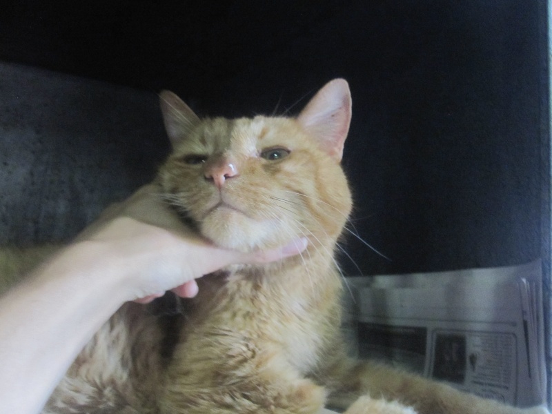 Arlequin, chat roux diabétique de 13 ans - en Famille d'accueil Img_0319