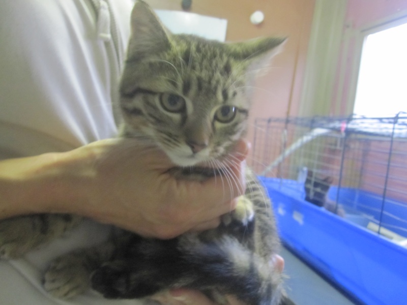 Limbo, chaton tigré né en juin - En famille d'accueil Limbo_11